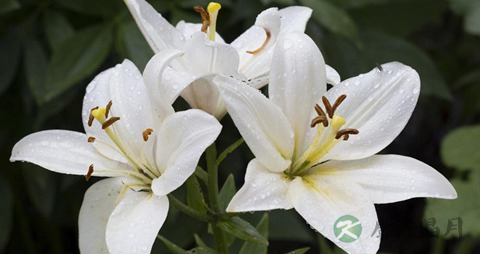 干百合和鲜百合有什么区别