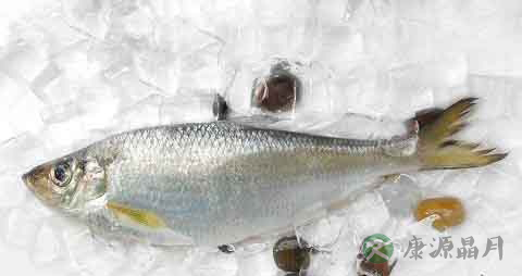 力鱼的营养价值_吃力鱼的好处 力鱼的营养价值_吃力鱼的好处