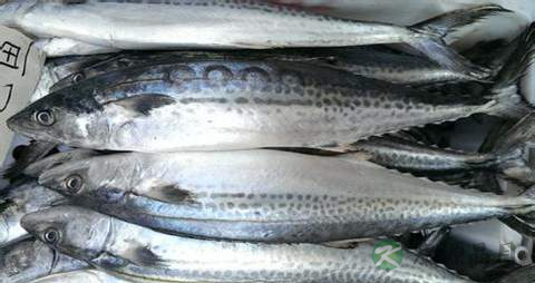 鲅鱼的营养价值_吃鲅鱼的好处