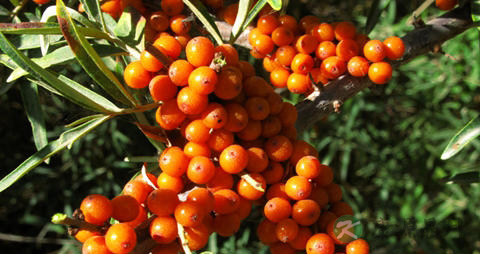 沙棘的吃法_哪些人不能吃沙棘