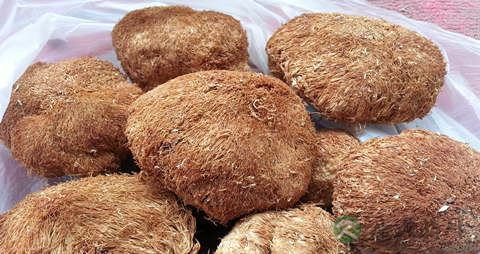 猴头蘑的吃法_哪些人不能吃猴头蘑