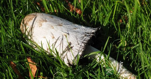 鸡腿菇怎么保存 鸡腿菇怎么保存