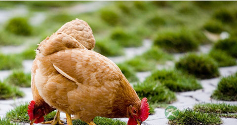 三黄鸡的吃法_哪些人不能吃三黄鸡