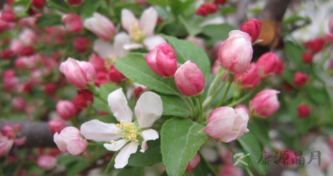 沙果的营养价值_吃沙果的好处