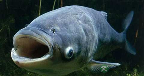 花鲢鱼的营养价值_吃花鲢鱼的好处