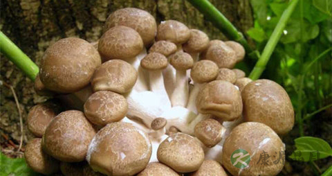 玉蕈的吃法_哪些人不能吃玉蕈 玉蕈的吃法_哪些人不能吃玉蕈