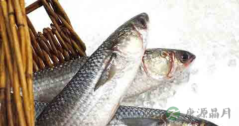 白眼棱鱼的营养价值_吃白眼棱鱼的好处 白眼棱鱼的营养价值_吃白眼棱鱼的好处