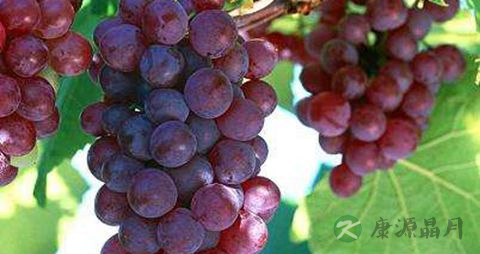 葡萄是什么季节的 葡萄是什么季节的