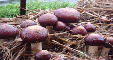 大球盖菇的营养价值_吃大球盖菇的好处