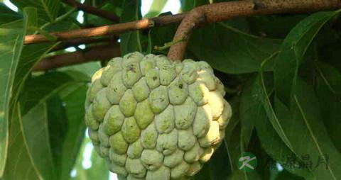 番荔枝的吃法_哪些人不能吃番荔枝