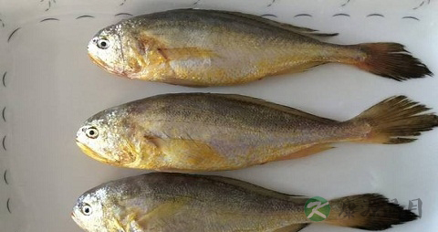 大头仔鱼的营养价值_吃大头仔鱼的好处 大头仔鱼的营养价值_吃大头仔鱼的好处