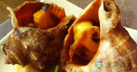 红螺的营养价值_吃红螺的好处