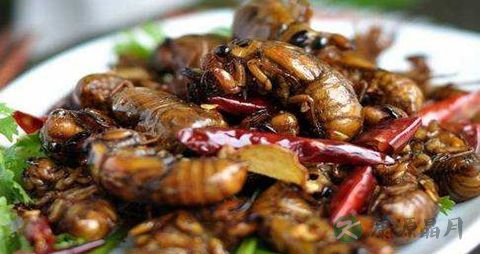 知了猴怎么保存不变黑