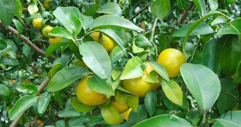 皇帝柑的营养价值_吃皇帝柑的好处