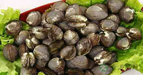 毛蚶的吃法_哪些人不能吃毛蚶 毛蚶的吃法_哪些人不能吃毛蚶