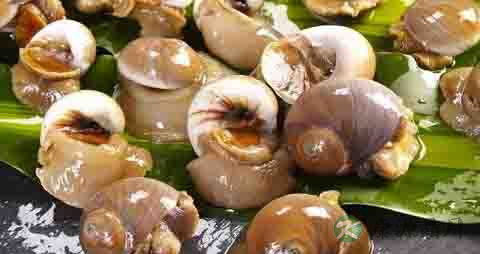 肚脐螺的营养价值_吃肚脐螺的好处