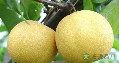 梨和什么榨汁好喝