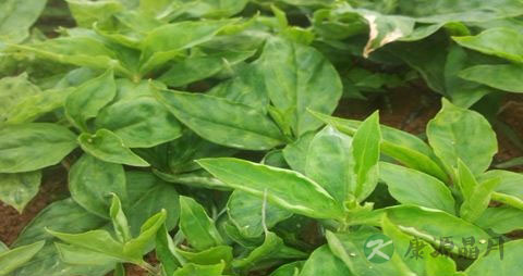 太子参的营养价值_吃太子参的好处