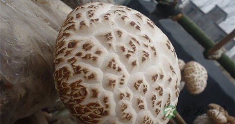 花菇的吃法_哪些人不能吃花菇