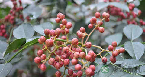 花椒籽的吃法_哪些人不能吃花椒籽