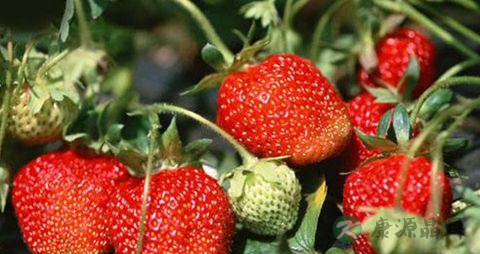 草莓是什么季节的