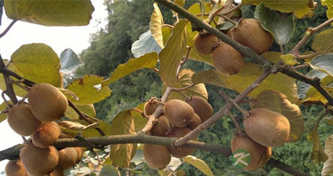 野生猕猴桃的吃法_哪些人不能吃野生猕猴桃