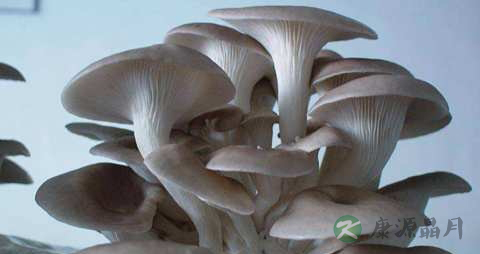 台湾平菇的营养价值_吃台湾平菇的好处 台湾平菇的营养价值_吃台湾平菇的好处