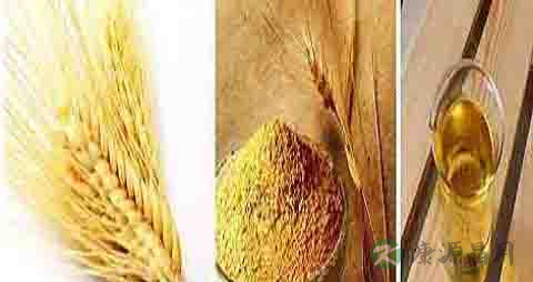 小麦胚芽油的营养价值_吃小麦胚芽油的好处