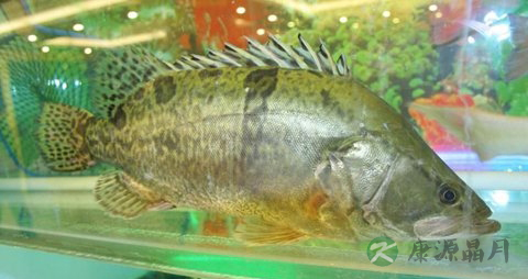 桂鱼的营养价值_吃桂鱼的好处