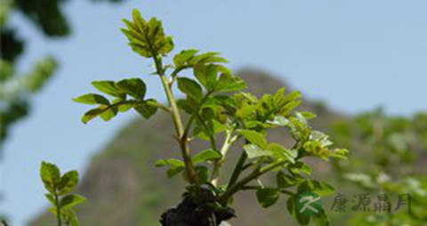 花椒芽的营养价值_吃花椒芽的好处