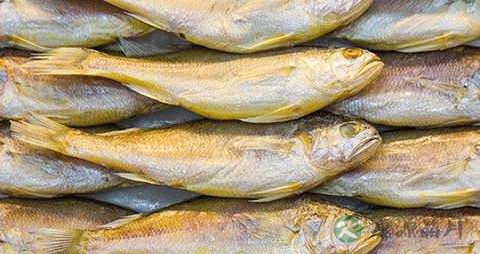 大黄花鱼的营养价值_吃大黄花鱼的好处