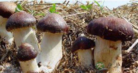 大球盖菇的营养价值_吃大球盖菇的好处