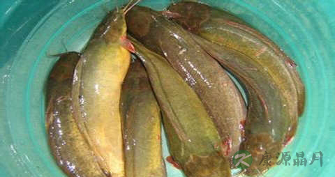 塘虱的营养价值_吃塘虱的好处