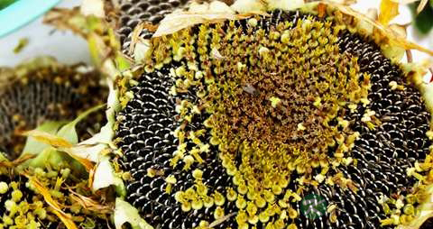 葵花籽油的营养价值_吃葵花籽油的好处