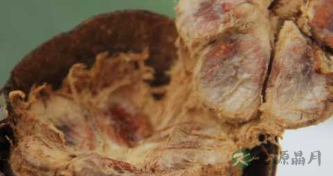 罗汉果泡水要去壳吗