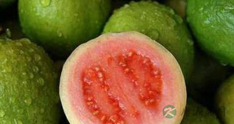 番石榴怎么储存