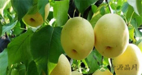 贡梨的吃法_哪些人不能吃贡梨