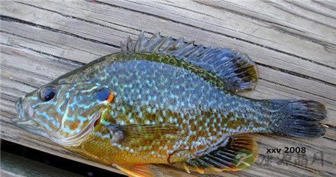 太阳鱼的营养价值_吃太阳鱼的好处