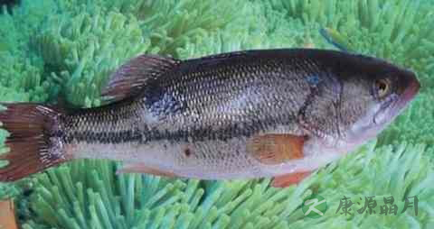 鲈花的营养价值_吃鲈花的好处