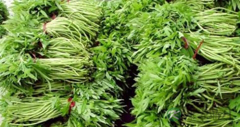 水蒿的吃法_哪些人不能吃水蒿