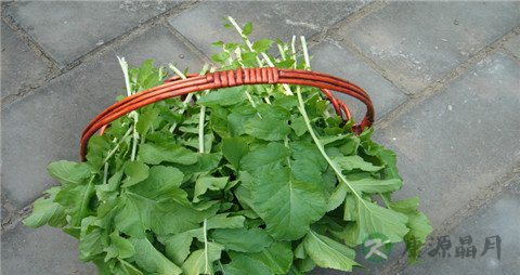 萝卜缨的营养价值比萝卜高吗