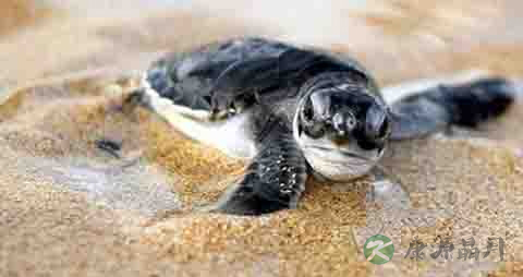 海龟的营养价值_吃海龟的好处