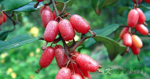 羊奶子的吃法_哪些人不能吃羊奶子