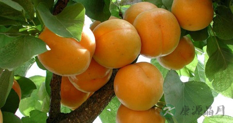 杏的吃法_哪些人不能吃杏