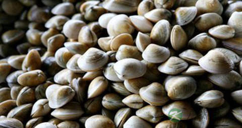 麻蚬子的营养价值_吃麻蚬子的好处