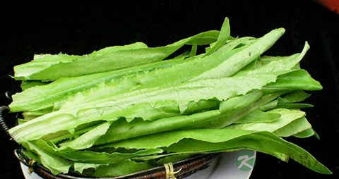 油麦菜的营养价值_吃油麦菜的好处