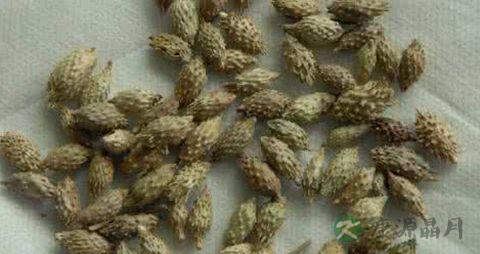 牛大力泡酒配方大全 牛大力泡酒配方大全