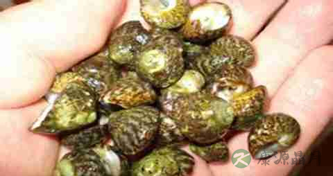 辣波螺的营养价值_吃辣波螺的好处