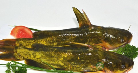 黄骨鱼的营养价值_吃黄骨鱼的好处