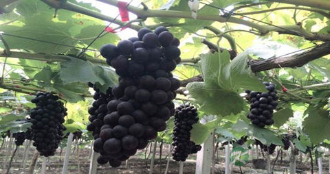 夏黑葡萄的营养价值_吃夏黑葡萄的好处 夏黑葡萄的营养价值_吃夏黑葡萄的好处